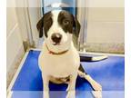 Catahoula Leopard Dog DOG FOR ADOPTION RGADN-1178291 - LANCE - Catahoula Leopard