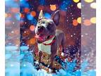 American Pit Bull Terrier Mix DOG FOR ADOPTION RGADN-1178306 - *BOSTON - Pit