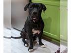 Presa Canario DOG FOR ADOPTION RGADN-1178308 - Chuck - Presa Canario Dog For