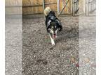 Alusky DOG FOR ADOPTION RGADN-1178313 - Stormi - Alaskan Malamute / Siberian