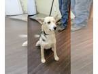 German Shepherd Dog Mix DOG FOR ADOPTION RGADN-1178318 - Gracie Brown - German