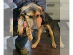 Shepradors DOG FOR ADOPTION RGADN-1178331 - Harry Brown - German Shepherd Dog /