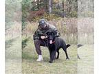 German Shepherd Dog Mix DOG FOR ADOPTION RGADN-1178354 - Levon (SPONSORED IN