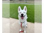 Siberian Husky DOG FOR ADOPTION RGADN-1178360 - Ernie $100 adoption fee ALL DOGS