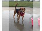 Beagle Mix DOG FOR ADOPTION RGADN-1178368 - Roger - Beagle / Hound / Mixed Dog