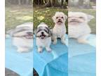 Shih Tzu DOG FOR ADOPTION RGADN-1178381 - Kiki Mae & Bucky - Shih Tzu Dog For