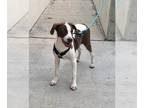 Pointer Mix DOG FOR ADOPTION RGADN-1178383 - Charlie Girl - Pointer / Mixed