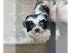 Shih Tzu DOG FOR ADOPTION RGADN-1178387 - Luna - Shih Tzu Dog For Adoption