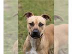 Staffordshire Bull Terrier DOG FOR ADOPTION RGADN-1178397 - KANE - Staffordshire