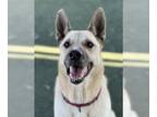 German Shepherd Dog-Siberian Husky Mix DOG FOR ADOPTION RGADN-1178407 - Rocky -