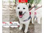Akita Mix DOG FOR ADOPTION RGADN-1178410 - Bado - Jindo (Korean) / Akita / Mixed