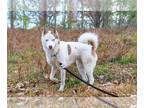 Mix DOG FOR ADOPTION RGADN-1178419 - Chyna - Husky / Siberian Husky (medium