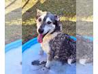 Mix DOG FOR ADOPTION RGADN-1178424 - Rowdy - Husky (long coat) Dog For