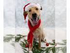 Labrador Retriever Mix DOG FOR ADOPTION RGADN-1178426 - Riley - Labrador