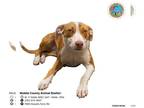 Greyhound Mix DOG FOR ADOPTION RGADN-1178430 - SASHOLA - Greyhound / Mixed