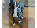 Great Dane Mix DOG FOR ADOPTION RGADN-1178431 - BOWIE - Great Dane / Mixed