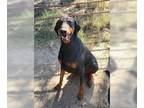 Doberman Pinscher DOG FOR ADOPTION RGADN-1178434 - Kobe - Doberman Pinscher Dog