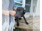 American Pit Bull Terrier-Cocker Spaniel Mix DOG FOR ADOPTION RGADN-1178461 -
