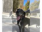 Plott Hound DOG FOR ADOPTION RGADN-1178478 - Z COURTESY LISTING: PACO - Plott