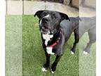 American Staffordshire Terrier-Labrador Retriever Mix DOG FOR ADOPTION