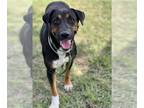 Plott Hound Mix DOG FOR ADOPTION RGADN-1178483 - SARA - Plott Hound / Mixed