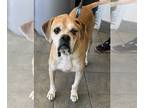 Boxer Mix DOG FOR ADOPTION RGADN-1178491 - MILO - Boxer / Mixed (medium coat)