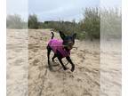American Pit Bull Terrier Mix DOG FOR ADOPTION RGADN-1178496 - Batty Koda - Pit