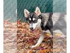 Pomeranian DOG FOR ADOPTION RGADN-1178497 - Willow - Pomeranian / Siberian Husky