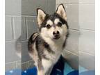 Pomeranian DOG FOR ADOPTION RGADN-1178498 - Oliver - Pomeranian / Siberian Husky