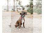 American Pit Bull Terrier DOG FOR ADOPTION RGADN-1178505 - Bronson--In Foster -