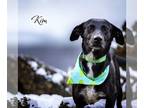 German Shorthaired Pointer-Huskies Mix DOG FOR ADOPTION RGADN-1178507 - Kim -