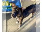 American Pit Bull Terrier DOG FOR ADOPTION RGADN-1178509 - Millie - Pit Bull