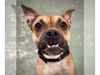 Boxer DOG FOR ADOPTION RGADN-1178542 - LILY - Boxer / Boston Terrier (short