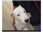American Pit Bull Terrier Mix DOG FOR ADOPTION RGADN-1178551 - BLANCO - Pit Bull