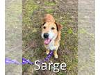 Airedale Terrier Mix DOG FOR ADOPTION RGADN-1178567 - Sarge - Airedale Terrier /