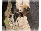American Pit Bull Terrier-Rhodesian Ridgeback Mix DOG FOR ADOPTION RGADN-1178571