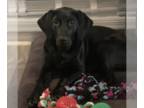 Labrador Retriever Mix DOG FOR ADOPTION RGADN-1178588 - Evvie - Hound / Labrador