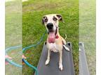 Great Dane DOG FOR ADOPTION RGADN-1178590 - Hazel - Great Dane Dog For Adoption