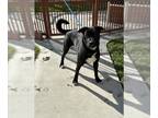 Labrador Retriever Mix DOG FOR ADOPTION RGADN-1178605 - BUZZ - Labrador