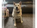 Akita Mix DOG FOR ADOPTION RGADN-1178622 - Brodie - Akita / Mixed (medium coat)