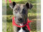 Labrador Retriever-Plott Hound Mix DOG FOR ADOPTION RGADN-1178626 - Peta -