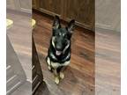 German Shepherd Dog-Huskies Mix DOG FOR ADOPTION RGADN-1178634 - Rio - German