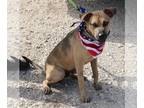 Boxer Mix DOG FOR ADOPTION RGADN-1178641 - Buddy - Shepherd / Boxer / Mixed