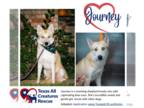 Huskies Mix DOG FOR ADOPTION RGADN-1178656 - Journey - Shepherd / Husky / Mixed