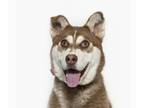 Mix DOG FOR ADOPTION RGADN-1178683 - VALLEN - Husky (medium coat) Dog For