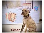 American Pit Bull Terrier DOG FOR ADOPTION RGADN-1178685 - PTH Cesar - American