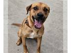 Great Pyrenees-Staffordshire Bull Terrier Mix DOG FOR ADOPTION RGADN-1178689 -