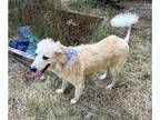 Great Pyrenees DOG FOR ADOPTION RGADN-1178700 - Lahaina - Great Pyrenees (medium