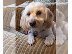 Dachsi Apso DOG FOR ADOPTION RGADN-1178705 - Benji - Lhasa Apso / Dachshund /