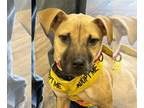 Black Mouth Cur Mix DOG FOR ADOPTION RGADN-1178718 - Lacey - Black Mouth Cur /